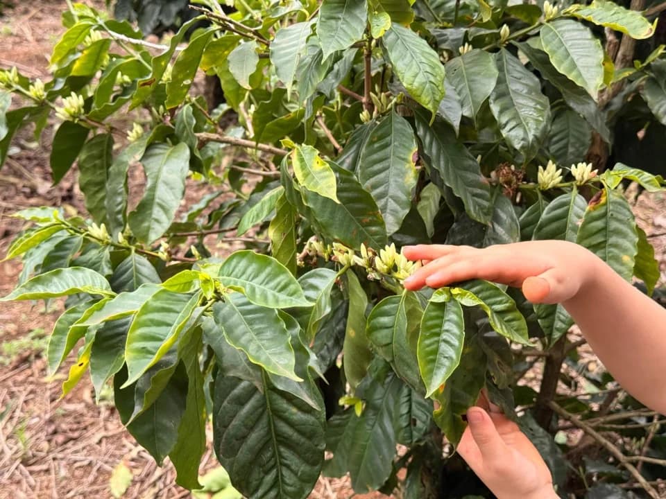 Florada do cafezal